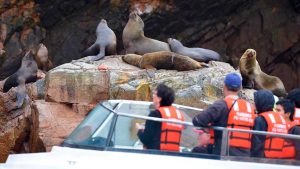 tour-a-las-islas-ballestas